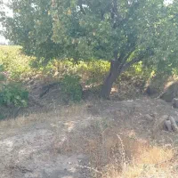 فروش-باغ-انگور2هکتاری-بحر-جاده-ترانزیت