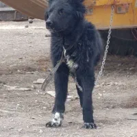 واگذاری توله سگ قدرجونی قهدریجانی