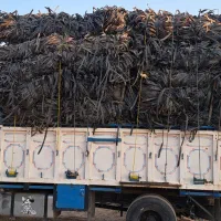 خرید ضایعات نوار تیپ|خدمات باغبانی و درختکاری|محلات, |دیوار