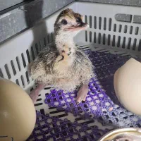 فروش جوجه شترمرغ|حیوانات مزرعه|شریفآباد, |دیوار