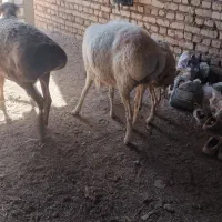 میش چینی آبستن وبره قوچی وگیسه
