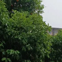 خوابگاه دخترانه