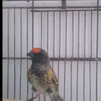 سهره گلبسر قناری|پرنده|مشهد, شهرک بهارستان|دیوار