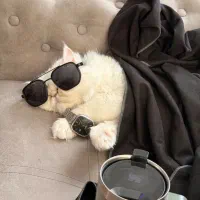 گربه پرشین اصیل ماده چشم کهکشانی