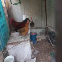 مرغ