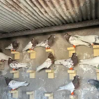 24عدد کبوتر کله ای سینه ای ...
