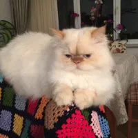 گربه پرشین رد پوینت|گربه|قم, شهرک فاطمیه|دیوار