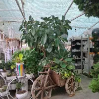 واگذاری گلخانه دائمی