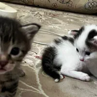 واگذاری بچه گربه رایگان