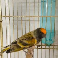 دو عدد گلبسر قرص بخون جفتی قناری|پرنده|کرج, شهرک بنفشه|دیوار