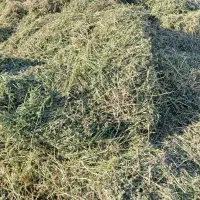 یونجه اخر چین خالص|خدمات باغبانی و درختکاری|سنندج, |دیوار