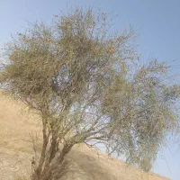 بادام ترتمیزموجوده