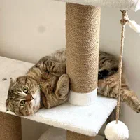 جفت گیری گربه نر