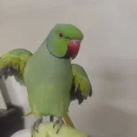 یک جفت جوجه ملنگو ۷ماهه ملنگو شیطون و ملوس|پرنده|تهران, دردشت|دیوار