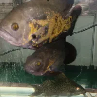 مواضعه ماهی با پرنده سخنگو