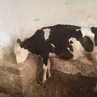 گاو و گوساله