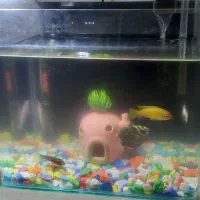 اکواریوم شیک