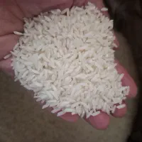 برنج کشت دوم بینام