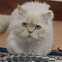 گربه پرشین