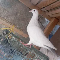 کبوتر|پرنده|زابل, |دیوار