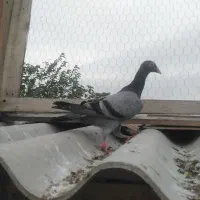 کبوتر جوانه سبز