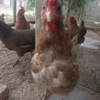 ۹ عدد مرغ رسمی کاکلی تخم گذار