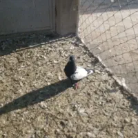 سه تا کبوتردر عجبشیر|پرنده|بناب, |دیوار