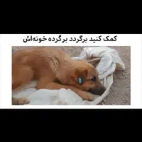 سگ بومی قهوه ای