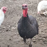 فروش بوقلمون