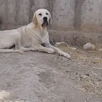 سگ ماده پژدر