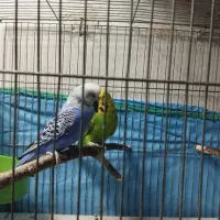 جفت مرغ عشق انگلیسی|پرنده|رشت, باهنر|دیوار