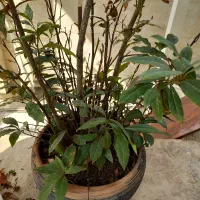 گل و گیاه