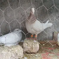 کبوتر