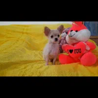 شیواوا شی واوا شیهواهوا شی هواهوا چیواوا چی واوا