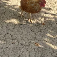 خروس نژاد کوکو