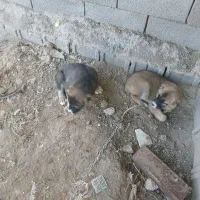 واگزار توله خراسانی