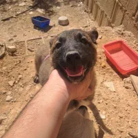 توله سگ مالینویز