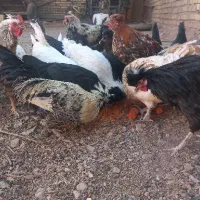 جوجه مرغو خروس