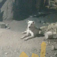 سگ ماده نه ماه واگذار میشه