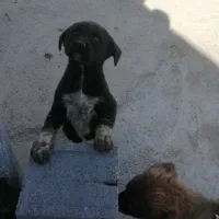 واگذاری ی جفت شا توله سگ قدریجونی نر وحش|سگ|مرودشت, نقش رستم|دیوار