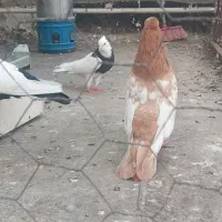 کفتر سینه زرد پرتقالی