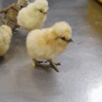 جوجه ابریشمی و جوجه اردک اسراییلی