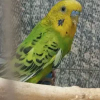 مرغ عشق‌|پرنده|شیروان (خراسان), |دیوار