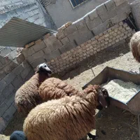 بره|حیوانات مزرعه|پیر بکران, |دیوار