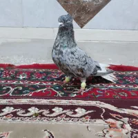 سمسم درجه یک