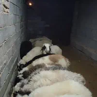 بره نر پرواری