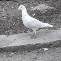 کبوتر سار نر