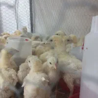 جوجه راس۷ روزه  امل موجود می باشد