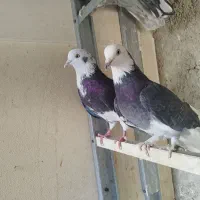 کبوتر پرشی یجایی|پرنده|شهریار, شهرک بهاران (ویره)|دیوار