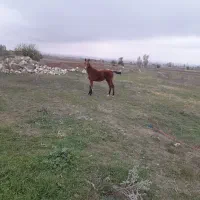 کره مادیون کرد|اسب و تجهیزات اسب‌سواری|سرعین, |دیوار